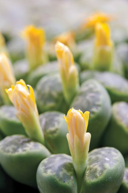 La floración de los lithops ocurre en la primavera o el verano y suele durar solo un par de días