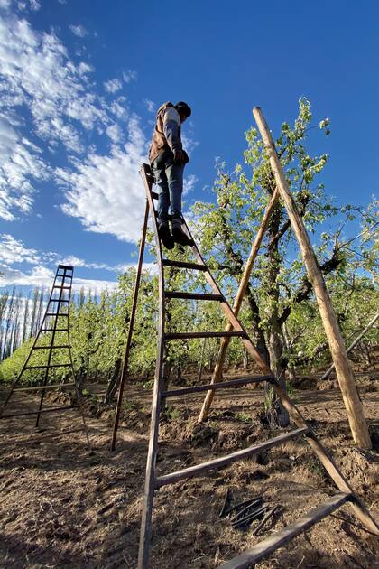 La floración de los perales coincide con el inicio de la primavera. Es importante señalar que las fechas exactas pueden variar ligeramente según las condiciones climáticas específicas de cada año.