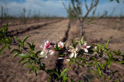 La floración del almendro es un fenómeno muy estético, apreciado por turistas en todo el mundo.