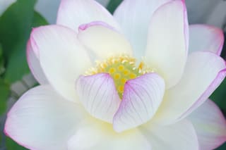 Esta es la flor más instagrameable del mundo y la podés cultivar en tu balcón