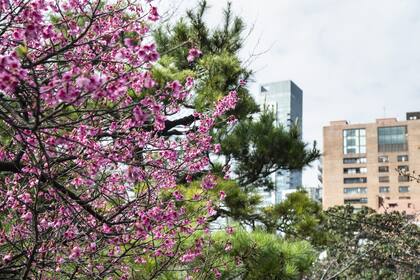 La floración es celebrada con la costumbre del Hanami, una tradición ancestral que reúne a amigos, familias y compañeros de trabajo debajo de las copas