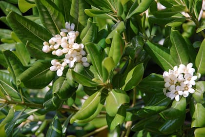 La floración se produce en primavera, apareciendo en pequeñas agrupaciones de flores al final del brote.
