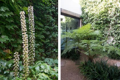 La floración sofisticada del Acanthus mollis acompaña el porte etéreo del helecho y acompaña el ritmo pausado de los espacios sombríos