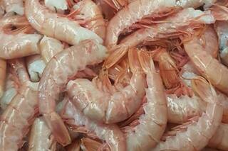 El langostino fresco aporta soluciones de empleo a Mar del Plata