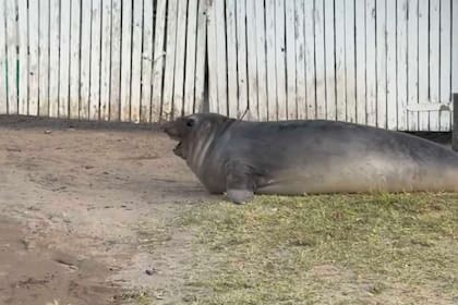 La foca que encontró Nora Colosimo estaba alterada