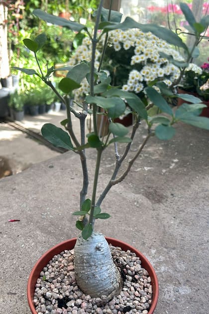 La Fockea edulis es una suculenta cuya característica es su caudex, estructura bulbosa y engrosada que actúa como un reservorio de agua.