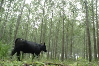 La naturaleza no es gratuita, es un valor de mercado ignorado