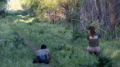 La forestal Arauco Argentina posee uno de los predios del Delta donde existe la mayor densidad poblacional de ciervo de los pantanos del continente