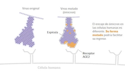 La forma mutada de la variante ómicron podría facilitar su ingreso en las células humanas