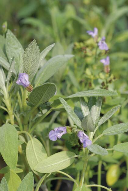 La forma redondeada y el color grisáceo del follaje vuelven a la salvia protagonista en cualquier diseño con plantas aromáticas.