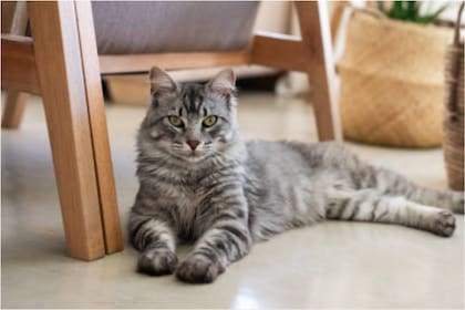 La fórmula secreta para el bienestar de tu gato: feromonas