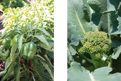 La foto de la izquierda es el ají y la foto de la derecha el brócoli. 
