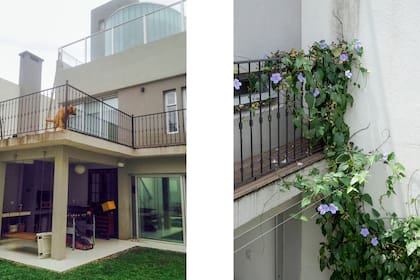La foto de la izquierda es el antes. La foto de la derecha es el después de la obra que cuenta con la Thunbergia grandiflora que se engancha en el soporte con tensores para generar sombra al comedor de la planta baja que mira hacia el jardín.