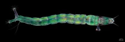 La foto de la larva de mosca jején obtuvo una mención honorable en el concurso de Nikon