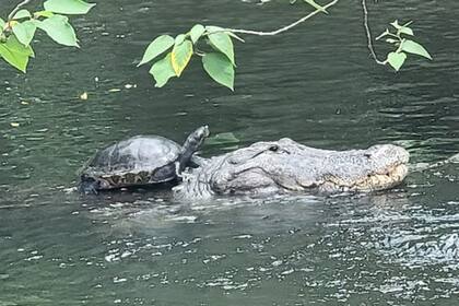 La foto de la tortuga y el caimán en Florida que se volvió viral