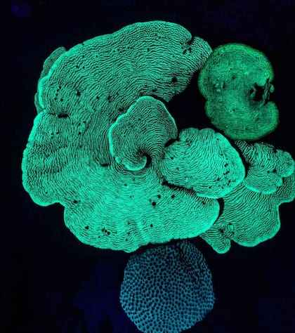 La foto de los corales iluminados en Aruba es la segunda seleccionada de Nicolás Marin entre las 25 mejores de 2021