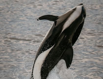 La foto de una ballena captada por Drea.