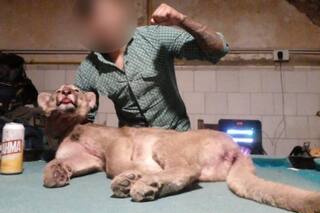 Cazaron un puma y viralizaron las fotos: les allanaron el campo