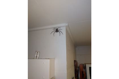 La foto original que publicó el hombre oriundo de Australia para mostrar a su "mascota". Imagen: RT actualidad