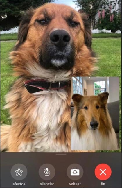 La foto que se compartió en el perfil de Dylan, el perro de Aníbal Fernández