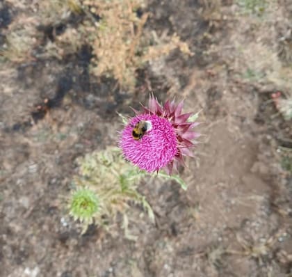 La foto que tomó Valeria entre los escombros: una abeja polinizando una flor.