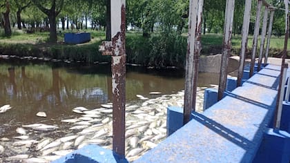 La foto sacada por un vecino desde el embalse de Carmen de Areco muestra la muerte masiva de peces de diciembre de 2023, una de las más importantes, según los lugareños