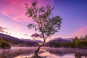 El “árbol solitario” y otras espectaculares imágenes de la naturaleza premiadas