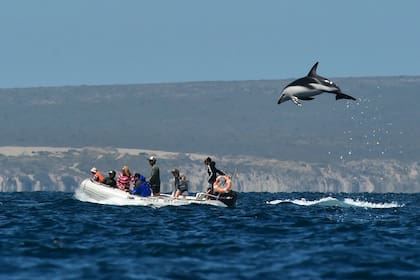 La fotografía del delfín volador que se viralizó en las redes sociales