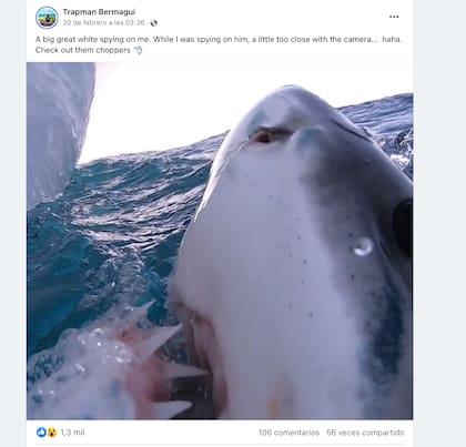La fotografía del tiburón blanco