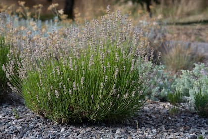 La fragancia de la lavanda es incómoda para los roedores