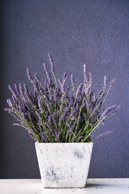 La fragancia de los tallos de lavanda pueden durar hasta un mes (Foto: Pexels)