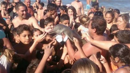 La franciscana, o delfín del Plata, es uno de los delfines más pequeños del mundo. Se lo encuentra en Argentina, Uruguay y Brasil