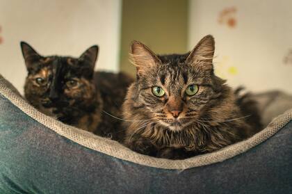 La frecuencia de limpieza del arenero aumenta según la cantidad de gatos en el hogar