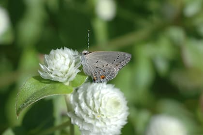 La “frotadora” (Strymon eurytulus) es una pequeña mariposa de 2 o 3 cm, bonita y común, pero debido a su tamaño hay que estar atento para verla. En este caso está posada sobre una flor de Gomphrena globosa blanca