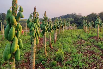 La fruta en planta a la que se le va a pasar el tractor