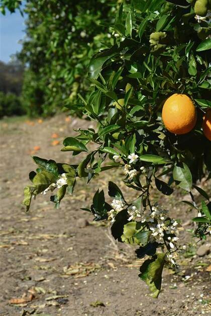 La fruta proviene de unas 3000 hectáreas de fincas ubicadas en Calilegua y Colonia Santa Rosa, en el norte de Salta