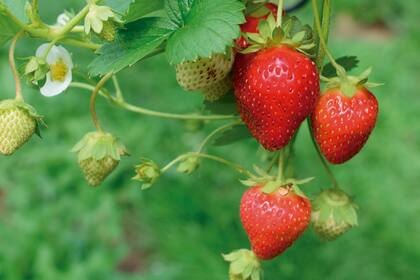 La frutilla que conocemos es un hibrido entre la frutilla originaria de Chile y Argentina con la de Estados Unidos.