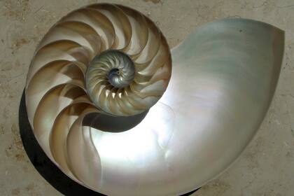 La fuerza y belleza del nácar, también conocido como madreperla, proviene de su arquitectura notablemente regular y uniforme