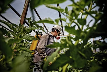 La fumigación es uno de los pasos en la producción de verdura.