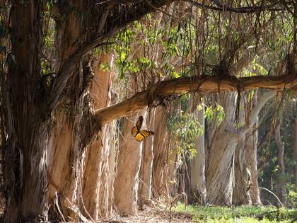 La Fundación de Parques Estatales de California hace un llamado al público para que registren mariposas monarca del oeste durante el Día de la Biodiversidad de California