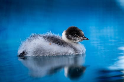 La Fundación Macá Tobiano cumple un rol clave en la preservación de la especie