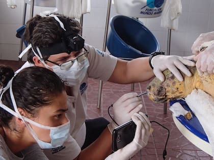 La Fundación Mundo Marino salvó a dos tortugas cabezonas atrapadas en redes de pesca