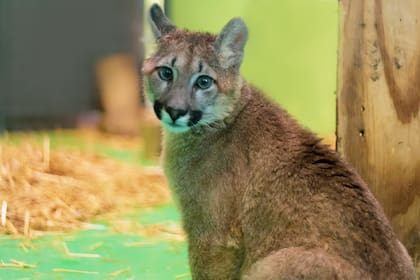 La FundaciónTemaikèn recibió un puma que era la mascota de una casa en Buenos Aires