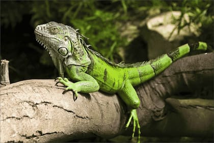 La FWC anunció que durante los últimos días invernales se eliminaron 5195 iguanas verdes invasoras de los ecosistemas de Florida