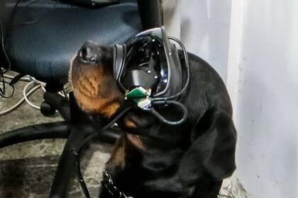 La gafa especial no es una tecnología con la que el perro pueda interactuar, sino que se utiliza para facilitar la comunicación entre el guía y el animal