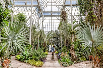 La Galería del Explorador incluye plantas de las selvas tropicales, muchas de las cuales fueron las favoritas de Burle Marx.