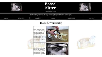 La Galería solo probaba que habían importunado a dos o tres gatos, pero nada más. Ahí mostraban la hilacha