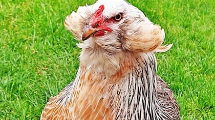 La gallina mapuche o araucana es una raza de gallina originaria de la zona sur de Chile

Foto: iStock