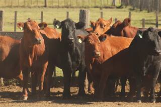 El país necesita un plan ganadero serio