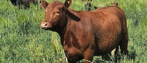 Los altos precios ganaderos y las nuevas lluvias impulsan la siembra de pasturas